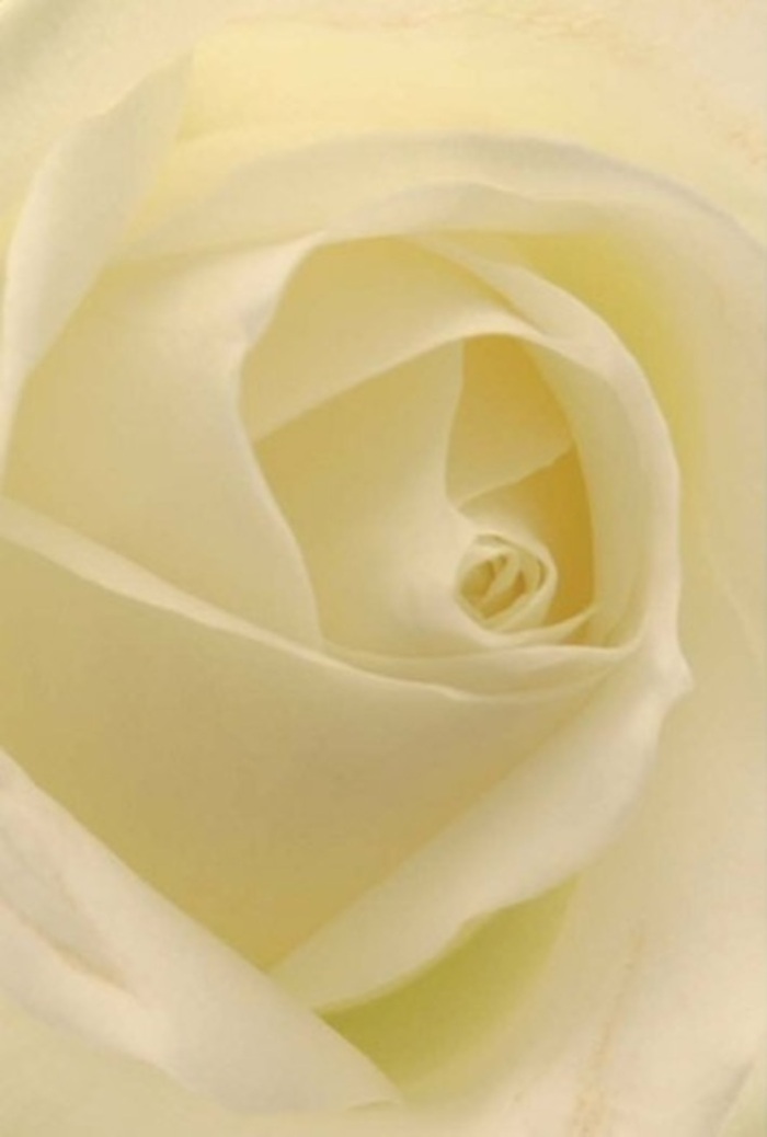 Gazing deeply into the centre of this classic white rose, one is invited to appreciate the subtle interplay between softness and structure: layers of cool ivory and creamy white blend seamlessly beneath a gentle, natural light that feels like it's filtered through the leafy shade of Stratford's tree-lined avenues. The bloom's spiral form, captured so intimately, speaks of tranquility, resilience, and refined grace-a vision perfect for expressing sentiments at a wedding along The Grove or as a gesture of sincere apology or remembrance at the heart of Stratford's vibrant community. Florist Stratford, known for our dedication to heartfelt arrangements, crafts every petal with care, highlighting the rose's purity and understated strength. Shadows nestle between petals, offering a quiet depth that enhances the sense of timelessness. The gentle perfume is almost palpable, a fresh, clean scent that carries reassurance and serenity into every home, chapel, or hospital room from one end of Stratford to the other. Every detail-each curl and feathered edge-bears the touch of local floral artistry, connecting the emotion of the gift to the spirit of Stratford itself.
